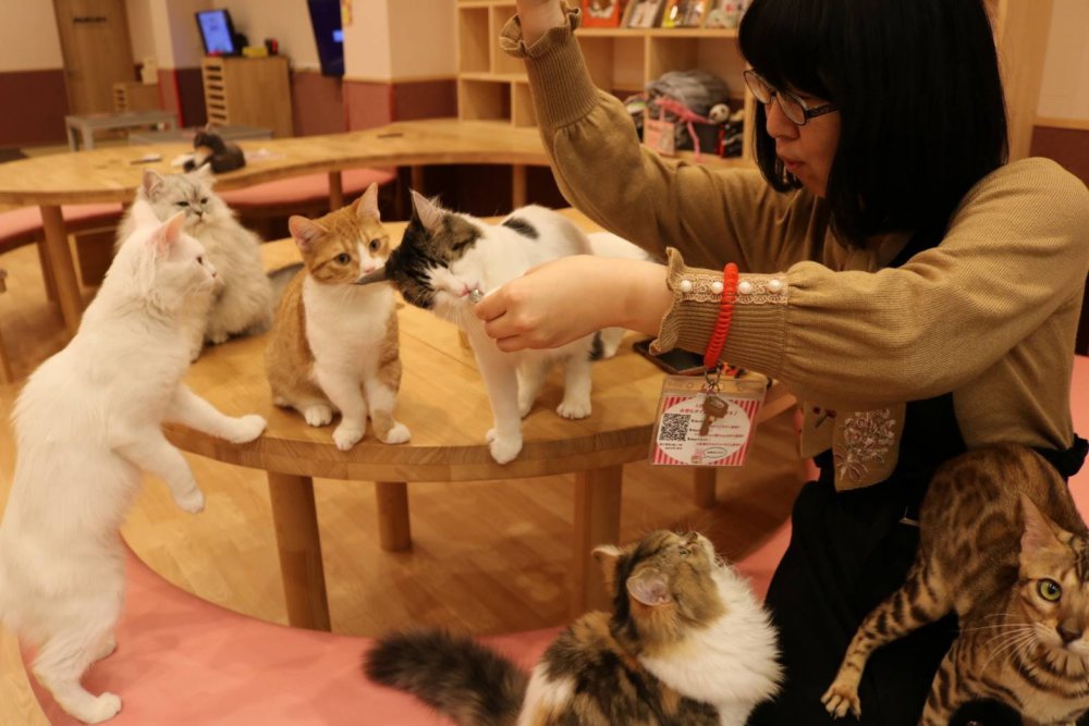 猫カフェ 癒し もふもふ 可愛い