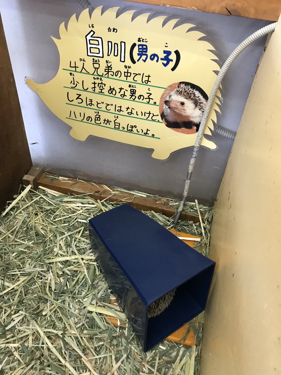 ハリネズミ 阿蘇カドリードミニオン 癒し
