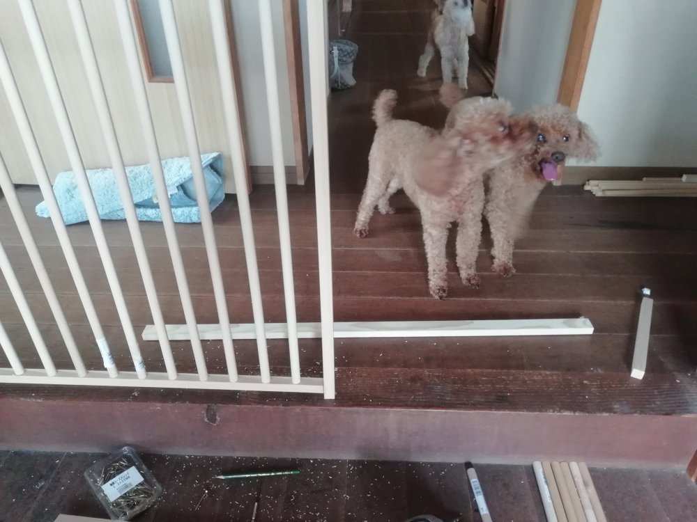 犬 プードル 犬用ゲート ウォールマリア 進撃 DIY 物作り
