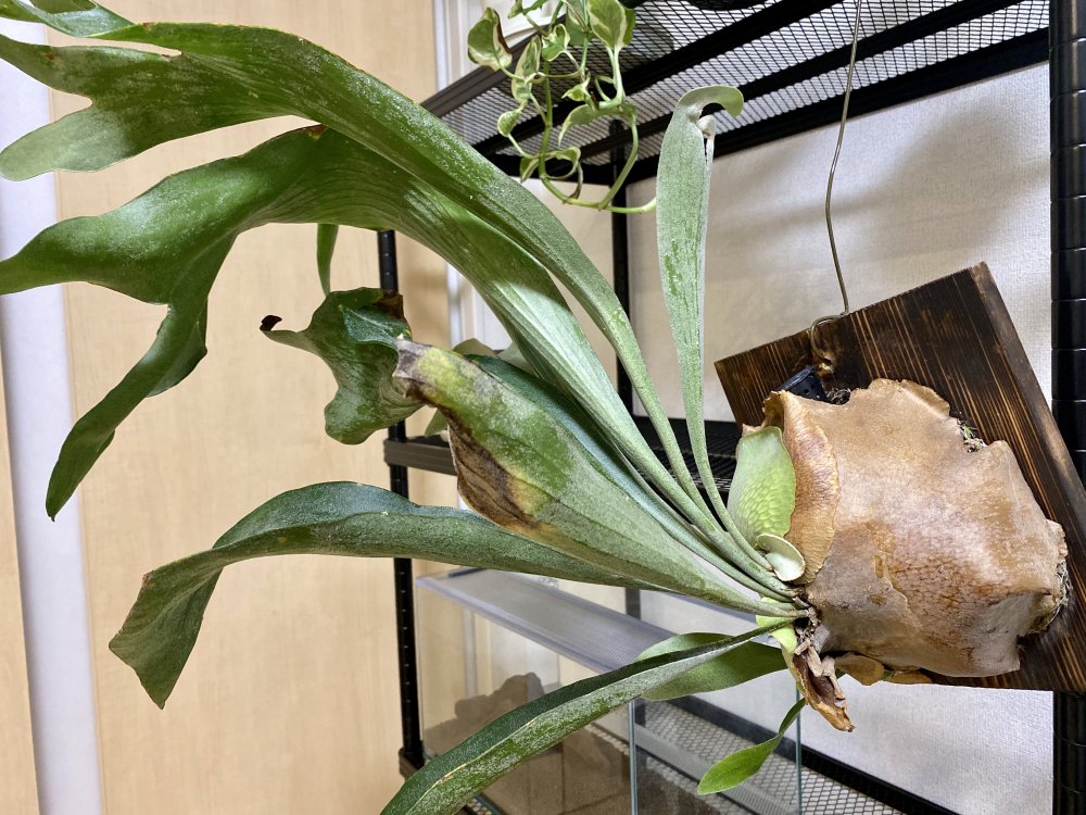 観葉植物 コウモリラン 有意義な休み 休日の過ごし方