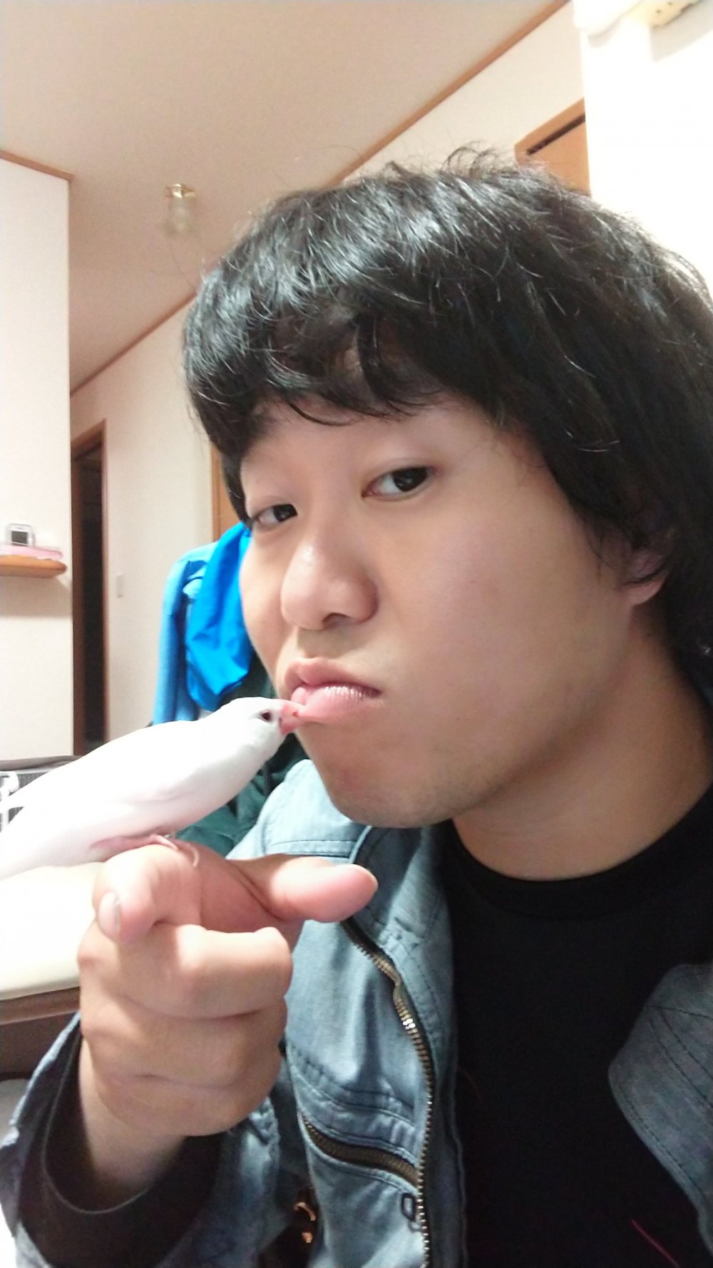 ペット 文鳥 可愛い