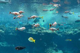 沖縄 美ら海水族館へ~