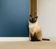 【アクセントカラーでおしゃれな部屋づくり】コラムを更新しました!