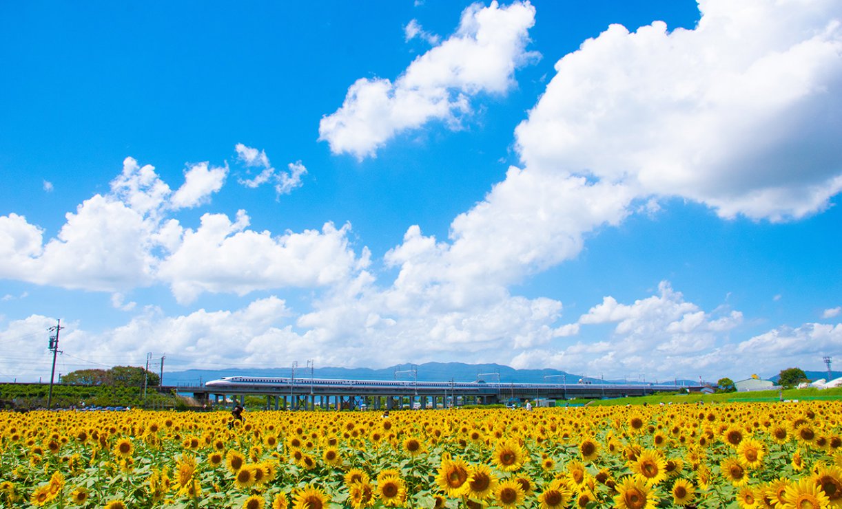 写真1