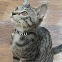 櫨本 ふく