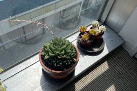 多肉植物