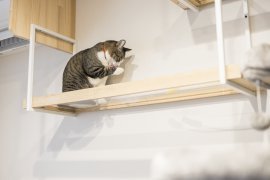 猫と暮らす幸せな家づくり 〜人も猫も心地よい空間の工夫〜