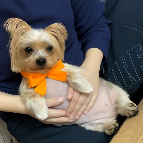 シェリーちゃん1