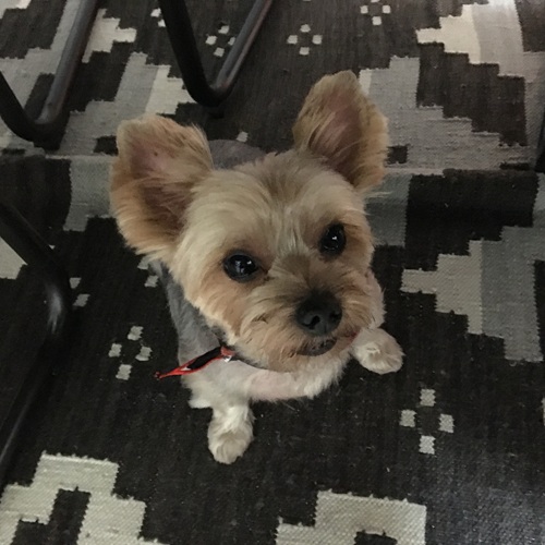 シェリーちゃん2