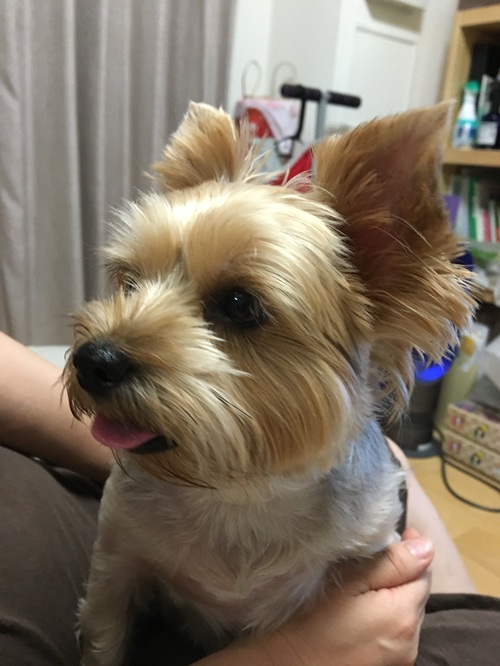 シェリーちゃん4