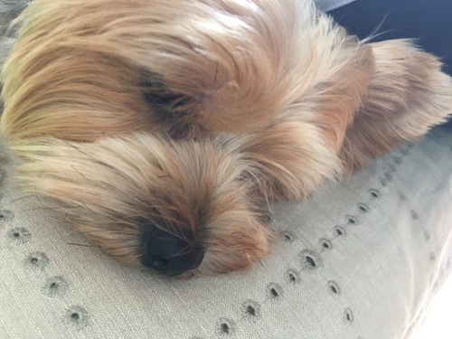 シェリーちゃん5