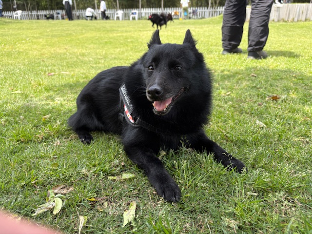犬1