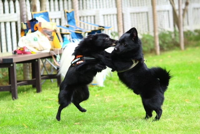 犬2