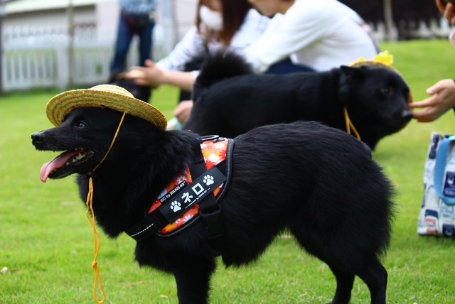 犬5