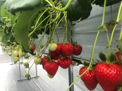 大船渡営業所 いちご狩り スタッフブログ 家づくりコラム 岩手県のアイフルホーム 岩手の注文住宅 新築一戸建て シリウスehc 大船渡営業所 いちご狩り スタッフブログ 家づくりコラム 岩手県のアイフルホーム 岩手の注文住宅 新築一戸建て シリウスehc