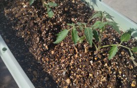 【大船渡営業所】家庭菜園