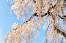 【大船渡営業所】桜の季節ですね