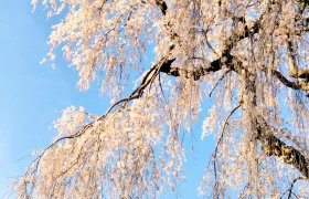 【大船渡営業所】桜の季節ですね