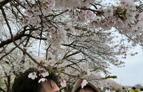 【花巻店】桜満開！