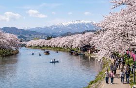 【花巻店】北上展勝地にお花見に…行った気分になっています！
