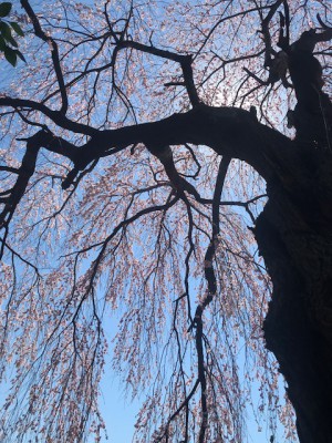 ②【貴船神社】45号線にある小さな神社ですが、とても大きな枝垂れ桜が植えてあります。