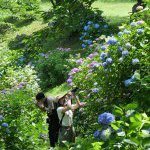 紫陽花が見ごろですネ