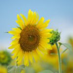 良いお盆休みを