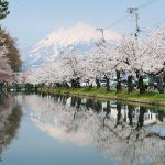 今年の桜は如何でしたでしょうか？