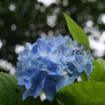 梅雨も明けまして