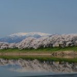 サクラ咲く