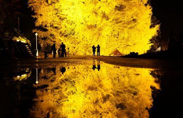 2025年紅葉ラスト