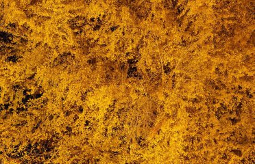 ビッグイエロー