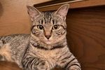 【我が家の猫ちゃんたち第２段】スタッフブログを更新いたしました！