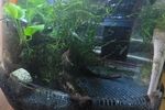 【ボトルアクアリウム改】スタッフブログを更新いたしました！