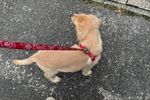 【たくさん遊んで電池切れ。お気に入りの（？）場所で爆睡中。】スタッフブログを更新いたしました！