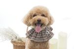 【我が家の愛犬】スタッフブログを更新いたしました！
