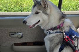 犬との暮らしがスタートして・・・