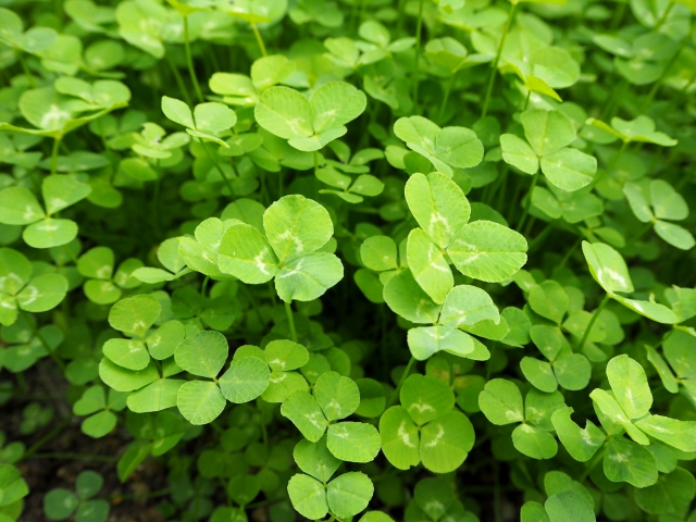 お庭のグラウンドカバーにおススメな植物 いえとち本舗の新築 蒲郡 豊川 豊橋 岡崎 西尾 安城 幸田 お庭のグラウンドカバーにおススメな植物 いえとち本舗の新築 蒲郡 豊川 豊橋 岡崎 西尾 安城 幸田