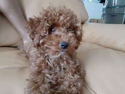 こたろう はじめてのトリミング こたろう はじめてのトリミング