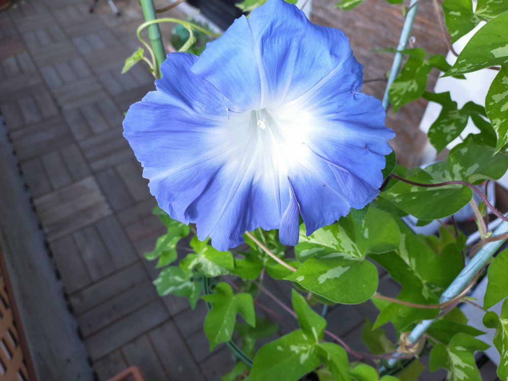 季節のお花に癒やされる休日 スタッフブログ Daibahome ダイバホーム 月4万円台で叶う新築一戸建て住宅 Zeh基準の注文住宅クオリア 木の家を創る工務店