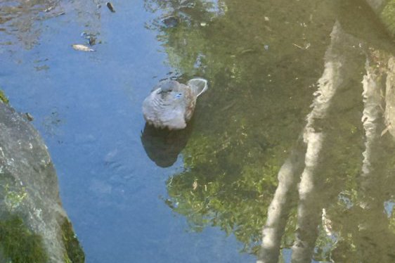 カモのひとやすみ