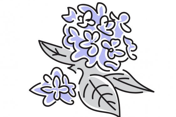 紫陽花