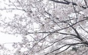 今年初めての桜！