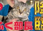 癒し課の猫のフク部長