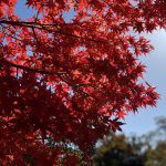 植林活動～いのちの森づくり～