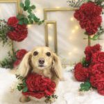 私の癒し。ベル！！