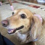 ベルちゃんです(^^♪