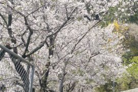 ４月もスタート！お家づくりはいかがですか！？