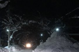 今年の冬は白一色