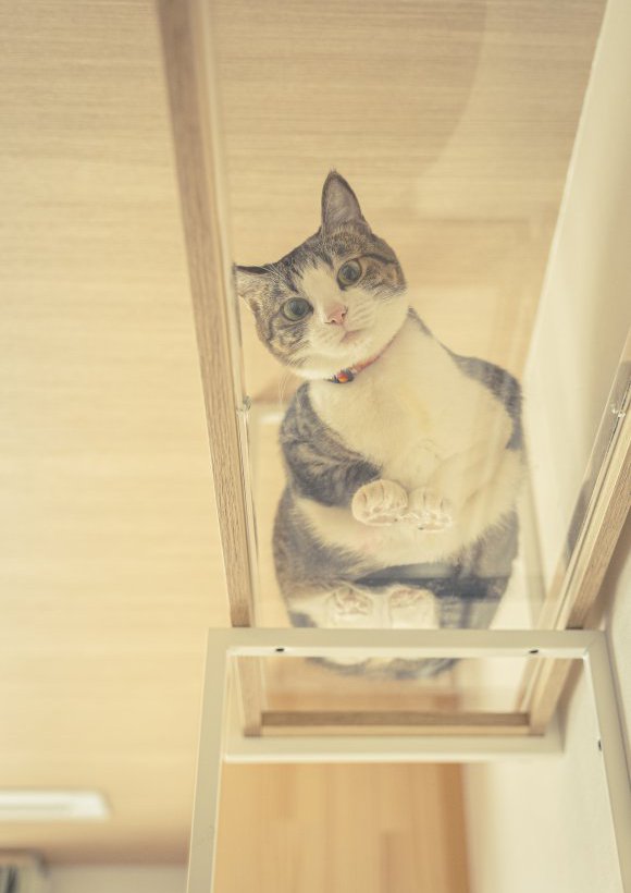 ネコちゃん2匹と暮らす家